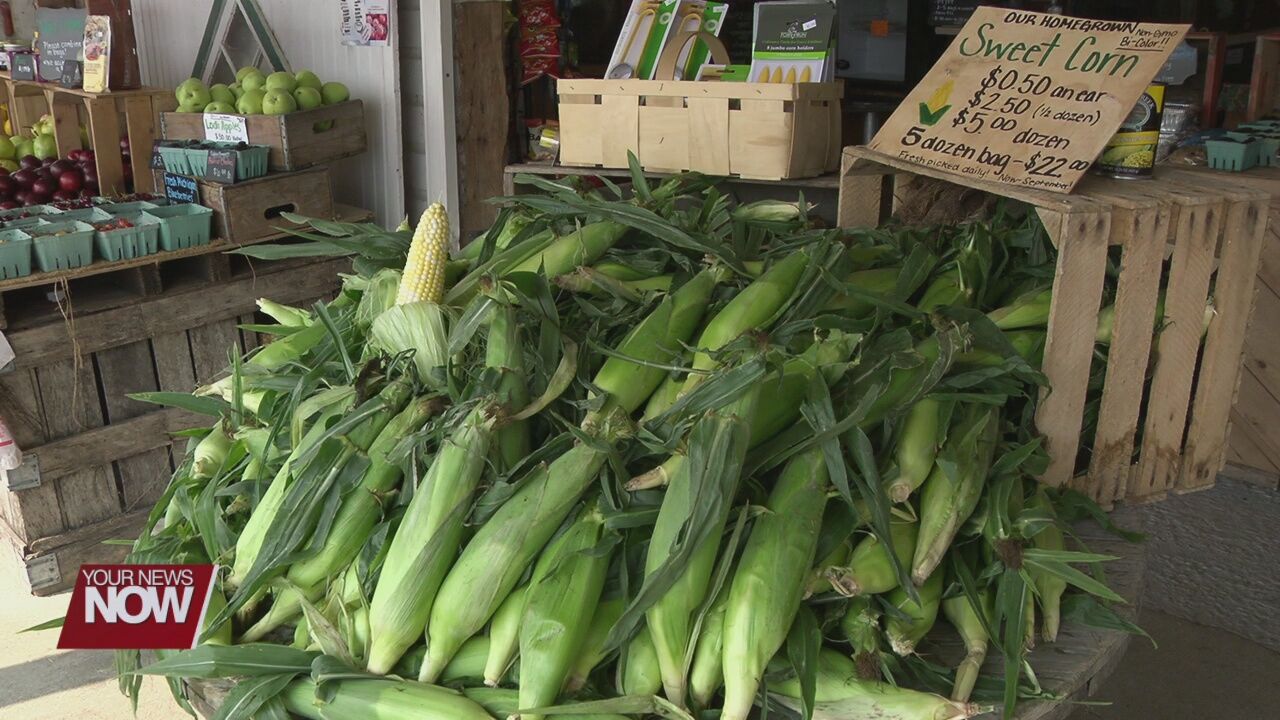 Sweet corn season officially underway in local area
